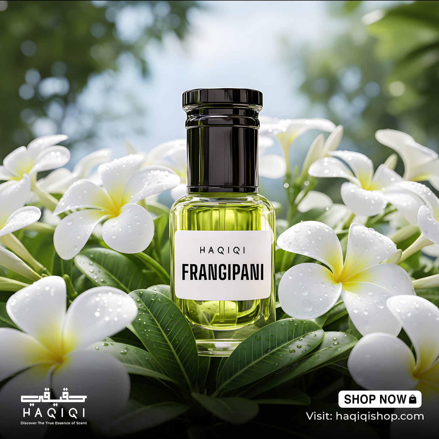 Frangipani - কাঠগোলাপ