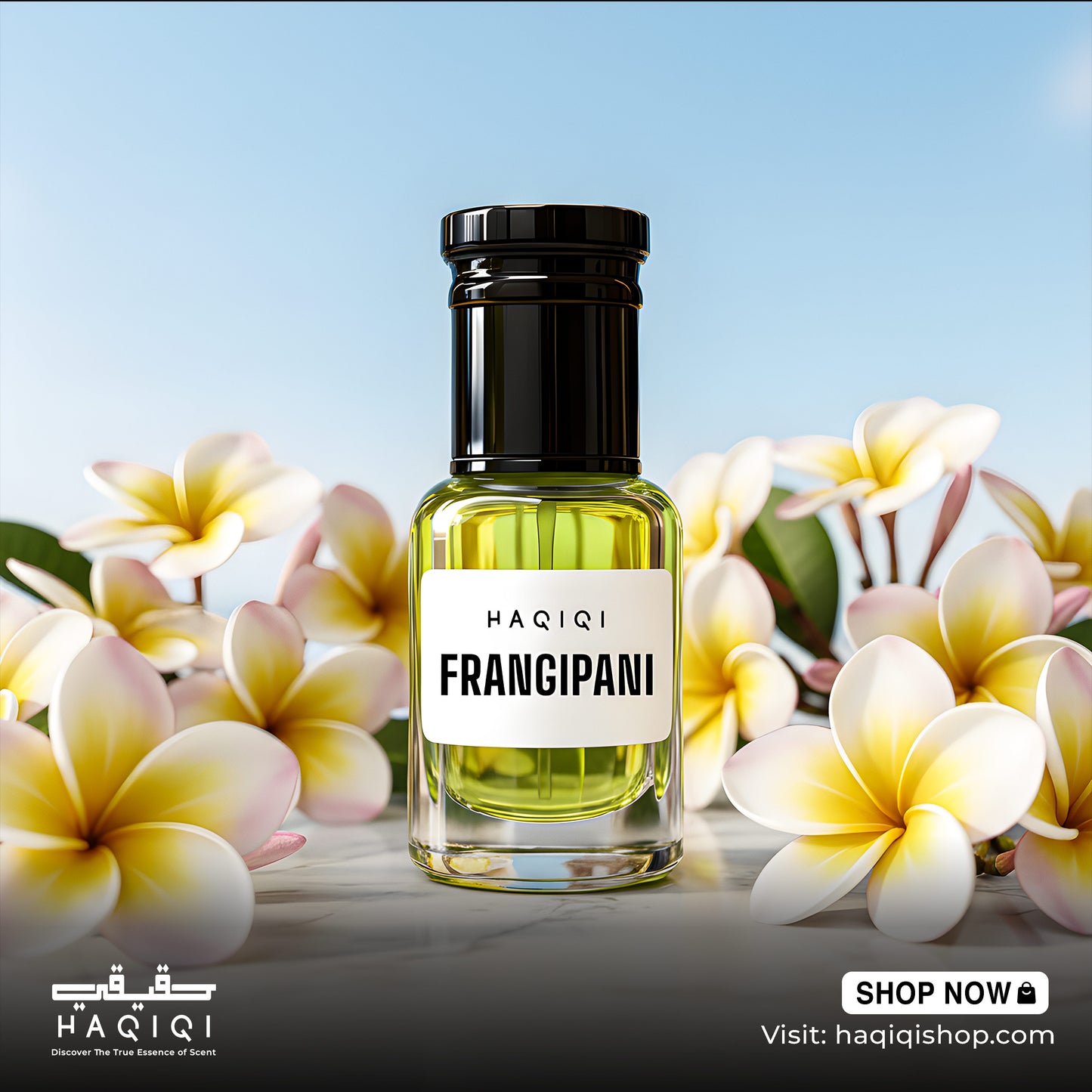 Frangipani - কাঠগোলাপ